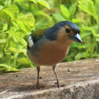 Madeira Chaffinch